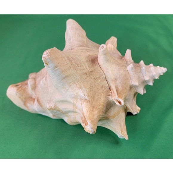 Other - Natural Ocean Conch SeaShell 7.5X6X4" Nautical Beach Aquarium Decor No Hole